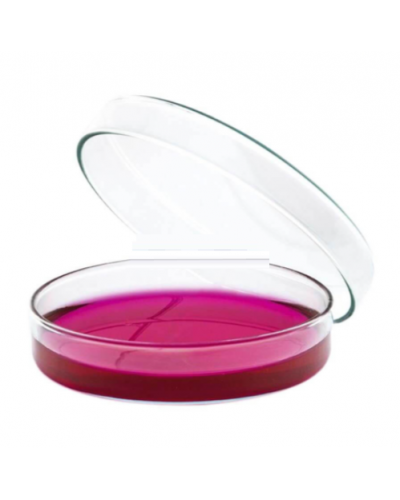 Đĩa petri thủy tinh Isolab Đĩa petri thủy tinh Isolab