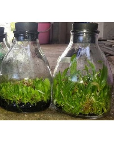 Bình nuôi cấy kèm nút cao su Bình nuôi cấy kèm nút cao su