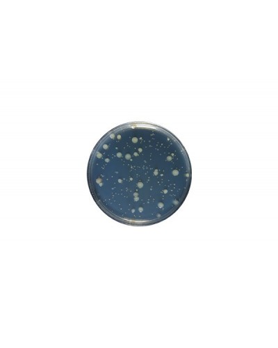 Yeast Extract agar acc. ISO 6222 GranuCult™