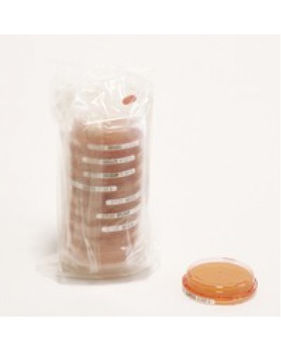 Sab-Gluc-Cont. A +LTHTh-ICR+ Sab-Gluc-Cont. A +LTHTh-ICR+